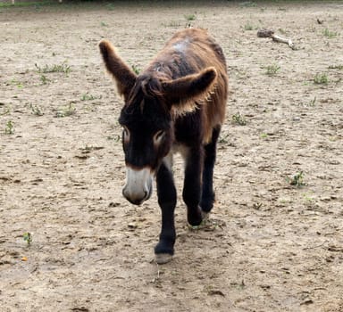 Poitou-Esel, Esel  Equus, Haustier