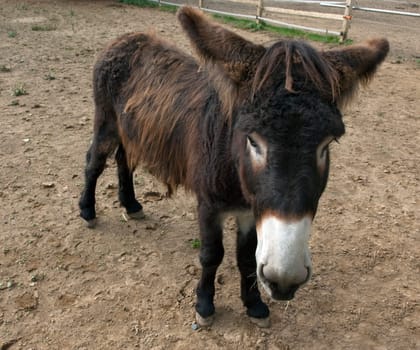 Poitou-Esel, Esel  Equus, Haustier