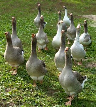 Pommerngaense