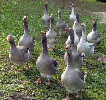 Pommerngaense