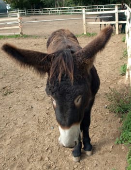 Poitou-Esel, Esel  Equus, Haustier