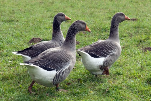 Pommerngaense, Ruegener, Gans