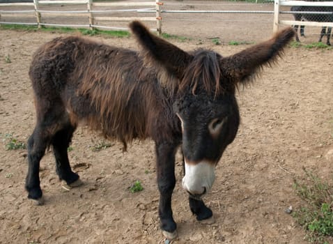 Poitou-Esel, Esel  Equus, Haustier