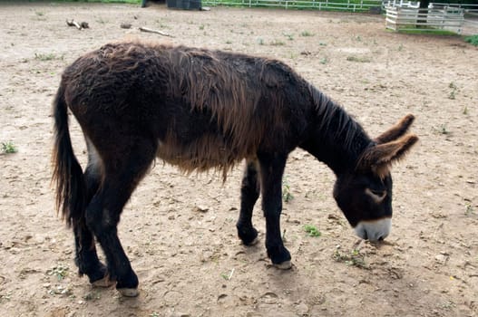 Poitou-Esel, Esel  Equus, Haustier