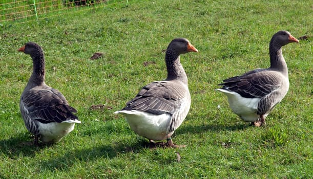 Pommerngaense, Ruegener, Gans