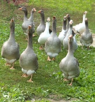 Pommerngaense