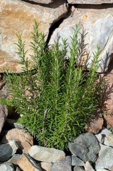Rosmarin  Rosmarinus Officinalis  Strauch