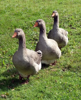Pommerngaense, Ruegener, Gans