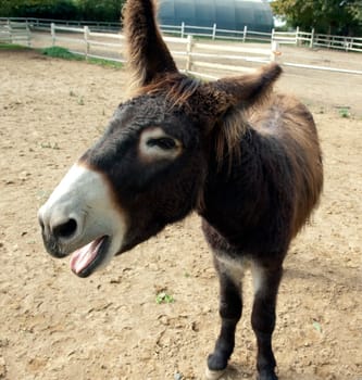 Poitou-Esel, Esel  Equus, Haustier