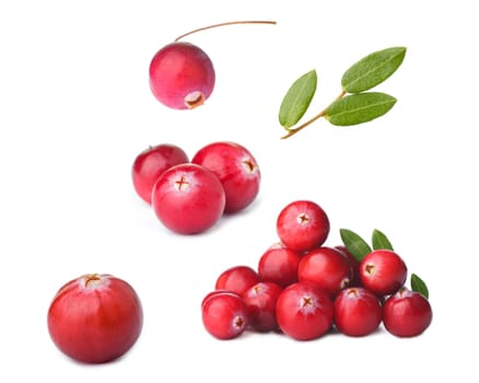 Wild cranberry with its leaves. Set of isolated parts