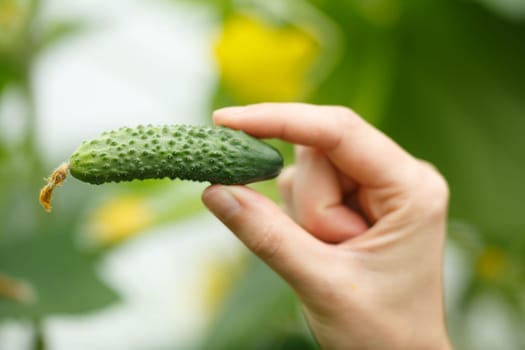 Female hands holding tiny cucumber. Locavore, clean eating,organic agriculture, local farming,growing,harvesting concept. Selective focus on cucumber