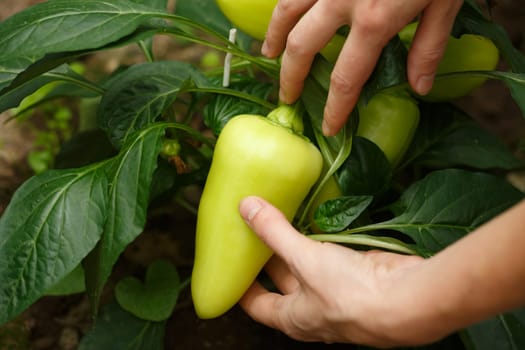 Female hands gathering bell peppers harvest