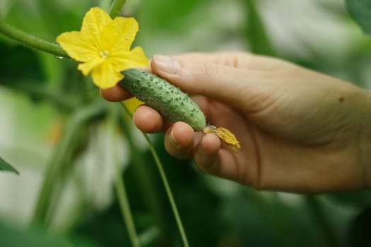 Female hands holding tiny cucumber. Locavore, clean eating,organic agriculture, local farming,growing,harvesting concept. Selective focus on cucumber