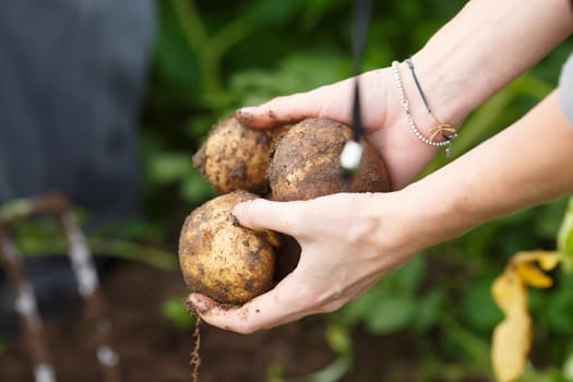 Potato harvesting. Female hands holding potatoes straight from the field. Locavore, clean eating,organic agriculture, local farming,growing concept. Selective focus