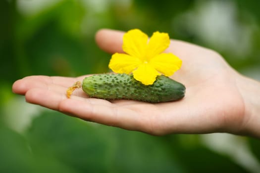 Female hands holding tiny cucumber. Locavore, clean eating,organic agriculture, local farming,growing,harvesting concept. Selective focus on cucumber