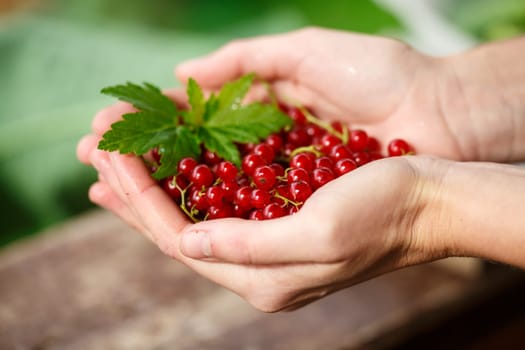 Redcurrant picking. Locavore, clean eating,organic agriculture, local farming,growing,harvesting concept. Shallow depth of field