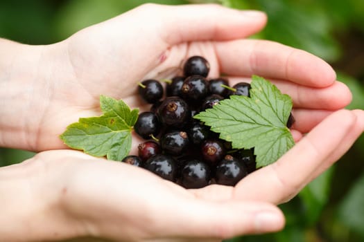 Blackcurrant picking. Locavore, clean eating,organic agriculture, local farming,growing,harvesting concept. Selective focus on topmost berry