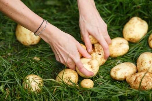 Potato harvesting. Female hands grabs washed potatoes from the grass. Locavore, clean eating,organic agriculture, local farming,growing concept. Selective focus