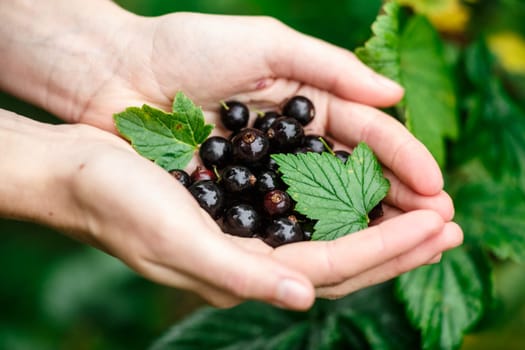 Blackcurrant picking. Locavore, clean eating,organic agriculture, local farming,growing,harvesting concept. Selective focus on topmost berry