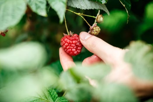 Raspberry picking. Female hands gathering organic raspberries on a rainy day. Selective focus,very shallow depth of field
