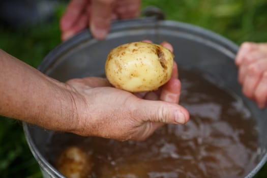 Potato harvesting. Male hand holding washed potatoe straight from the field. Locavore, clean eating,organic agriculture, local farming,growing concept. Selective focus