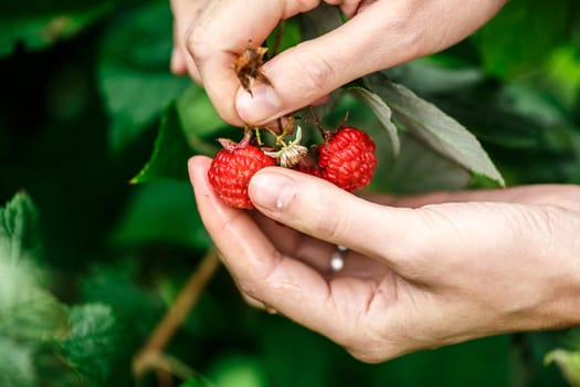 Raspberry picking. Female hands gathering organic raspberries on a rainy day. Selective focus,very shallow depth of field