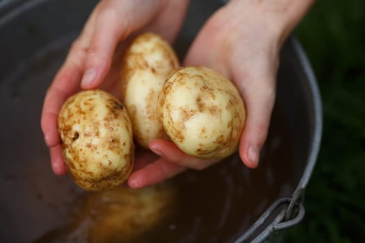 Potato harvesting. Female hands holding washed potatoes straight from the field. Locavore, clean eating,organic agriculture, local farming,growing concept. Selective focus