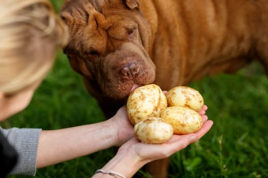 Potato harvesting. Dogs tasting the freshly harvested and washed potatoes on female hands. Locavore, clean eating,organic agriculture, local farming,growing concept. Selective focus