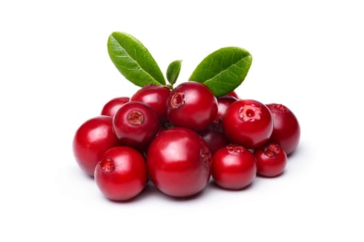 Wild Cowberry (foxberry,lingonberry) with leaves isolated on white. Infinite depth of field
