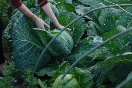 Woman picking cabbage head. Locavore movement, local farming, harvesting concept