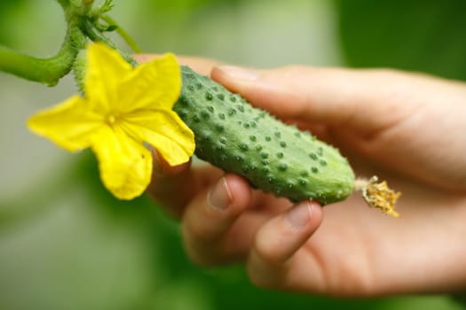 Female hands holding tiny cucumber. Locavore, clean eating,organic agriculture, local farming,growing,harvesting concept. Selective focus on cucumber