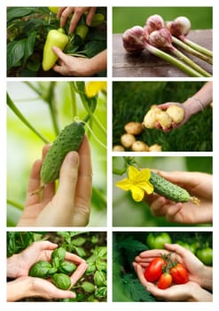 Harvest collage. Locavore, clean eating,organic agriculture, local farming,growing,harvesting concept.