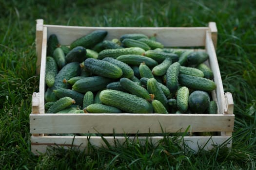 Wooden box of freshly harvested cucmbers on a grass.