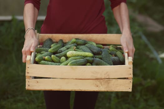 Woman holding wooden box full of freshly harvested cucumbers. Locavore movement, local farming, harvesting concept