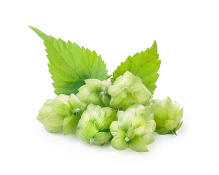Fresh hops (flowers of  Humulus lupulus) with leaves. Large depth of field,retouched