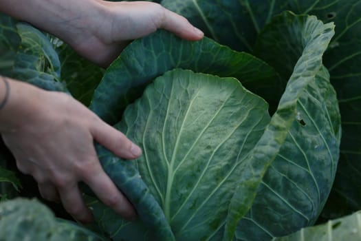 Woman picking cabbage head. Locavore movement, local farming, harvesting concept