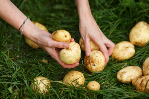 Potato harvesting. Female hands grabs washed potatoes from the grass. Locavore, clean eating,organic agriculture, local farming,growing concept. Selective focus