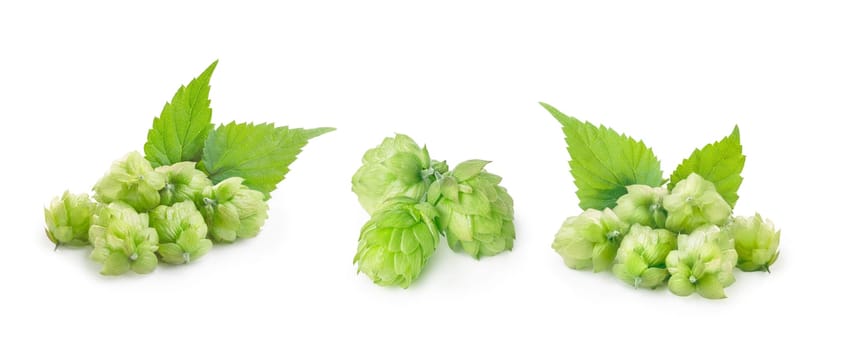 Set of isolated hops (cones of Humulus Lupus). Studio shot, retouched,large depth of field