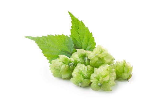 Fresh hops (flowers of  Humulus lupulus) with leaves. Large depth of field,retouched