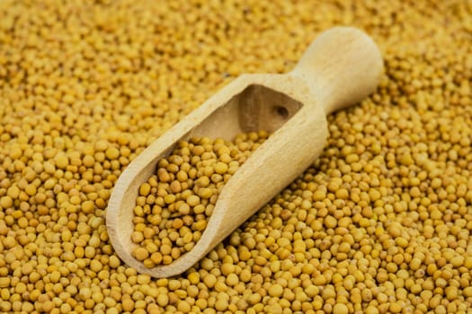 Mustard grains yellow,spice as an ingredient for cooking