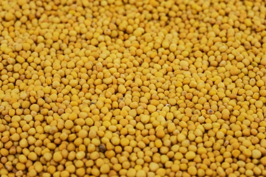 Mustard grains yellow,spice as an ingredient for cooking