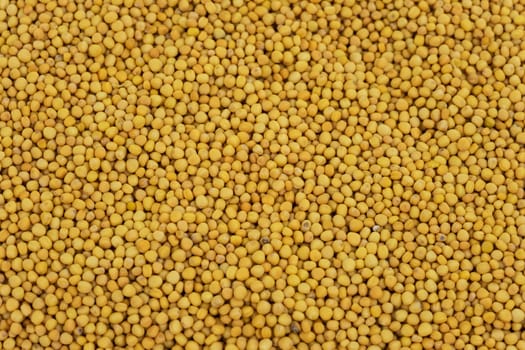 Mustard grains yellow,spice as an ingredient for cooking