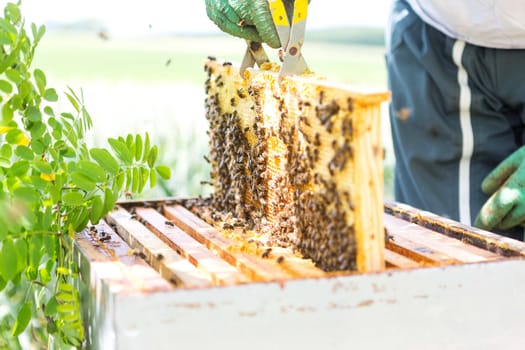 VIew of a Beekeeper working on his beehives in the garden