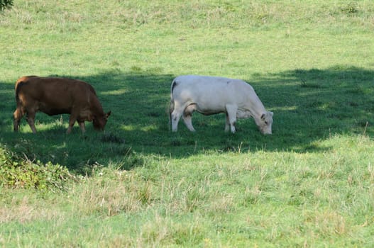 cattle on the pasture