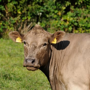 cattle on the pasture