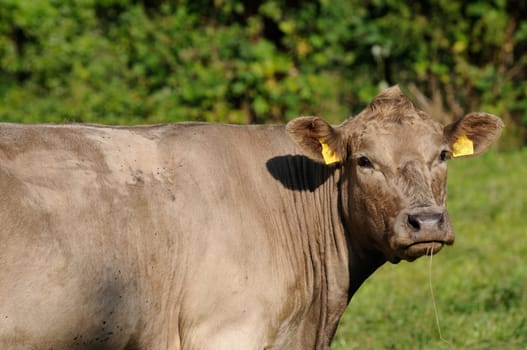 cattle on the pasture