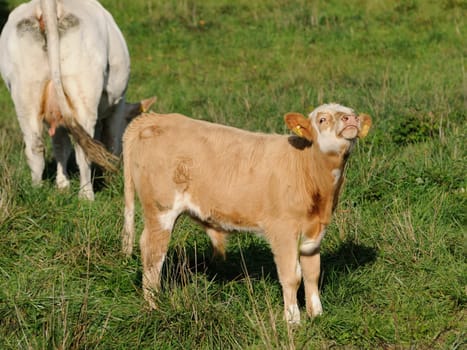 cattle on the pasture