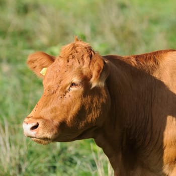 cattle on the pasture