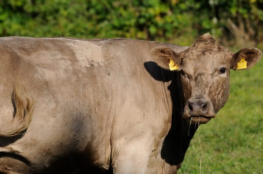 cattle on the pasture