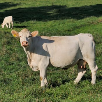 cattle on the pasture